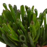 Livraison plante Crassula, box de 3 plantes h21cm