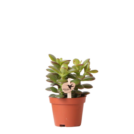 Livraison plante Crassula Minor h11cm - succulente