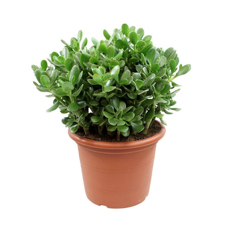 Livraison plante Crassula Ovata h50cm - plante grasse d'intérieur