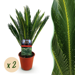 Livraison plante Cycas revoluta