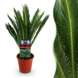 Livraison plante Cycas revoluta d14cm H45cm