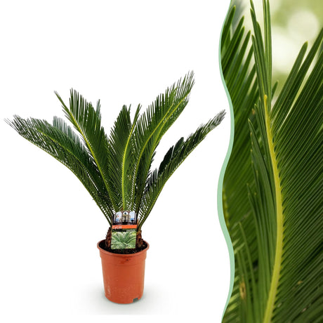 Livraison plante Cycas revoluta d17cm H70cm