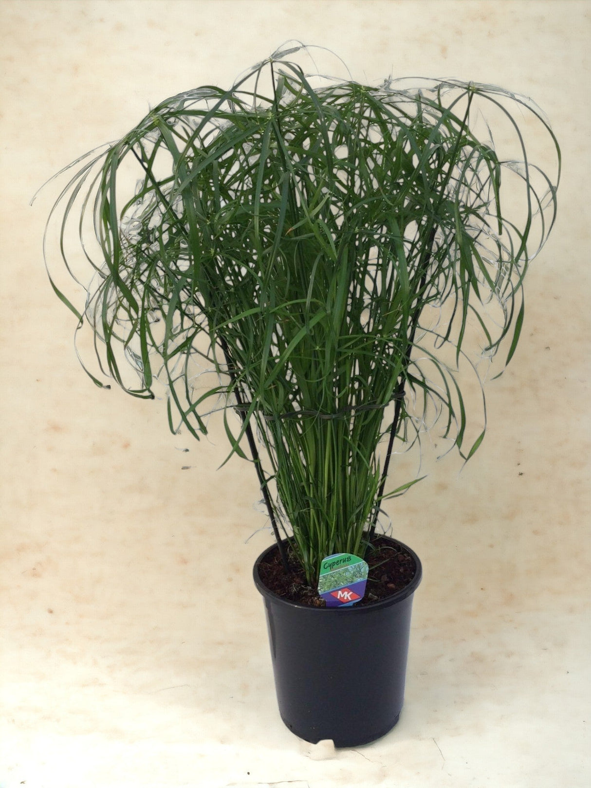 Livraison plante Cyperus Alternifolius - Papyrus