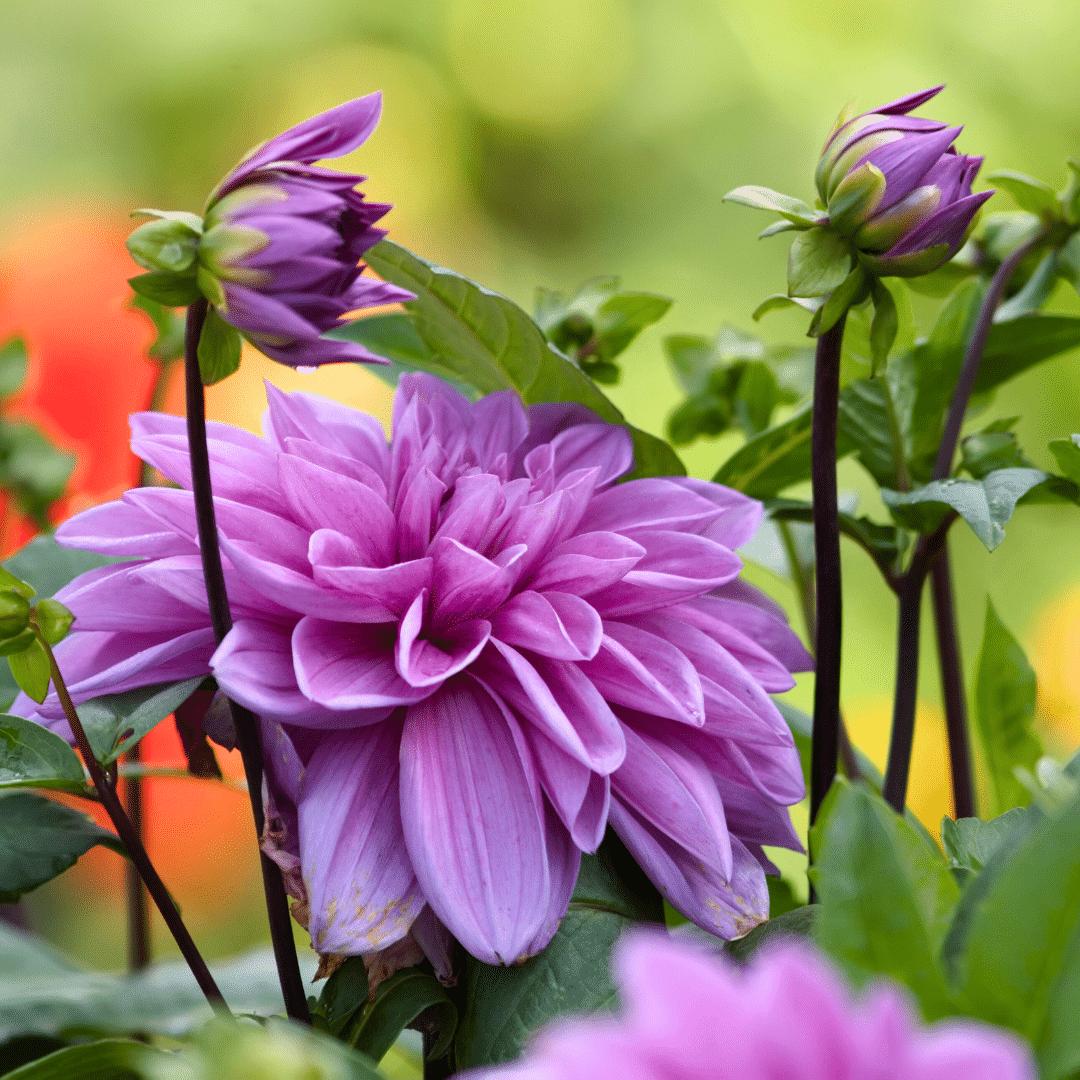 Dahlia Bleu Bell Livraison rapide de plantes d exterieur La Green Touch