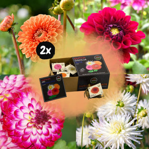 Livraison plante Dahlia Bulbes - 2 box moyennes de luxe 2 X 4 dahlias hollandais