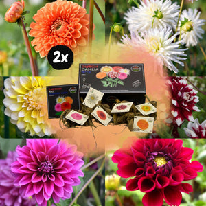 Livraison plante Dahlia Bulbes - 2 grandes box de luxe 2 x 6 dahlias hollandais