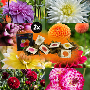 Livraison plante Dahlia bulbes Mix - 2 paquets de 8 dahlias différents