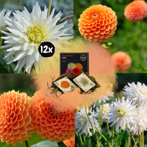 Livraison plante Dahlia Bulbes - Mix Orange pride, Dahlia Playa Blanca & Dahlia Ralphie, 12 pièces