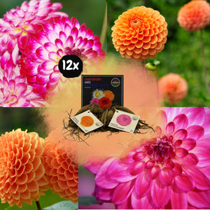 Livraison plante Dahlia Bulbes - Mix Pompon Splash, Dahlia Little Robert & Dahlia Ralphie, 12 pièces