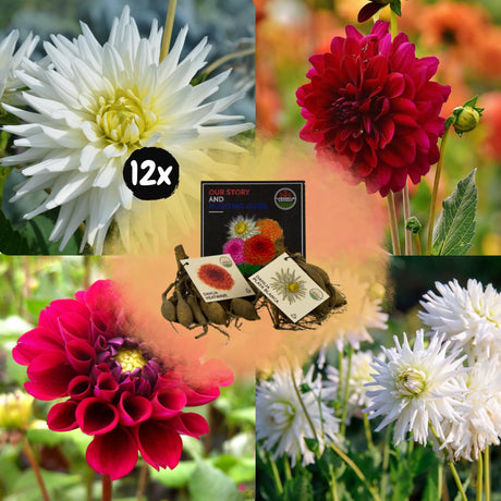 Livraison plante Dahlia Bulbes - Mix Romantic Beauties, Playa Blanca & Heatwave, 12 pièces