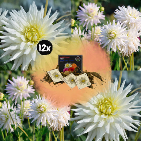 Livraison plante Dahlia Cactus Playa Blanca - coffret de 12 bulbes