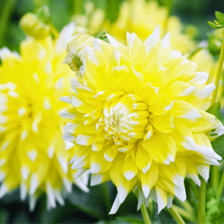 Livraison plante Dahlia - coffret de 8 bulbes mix