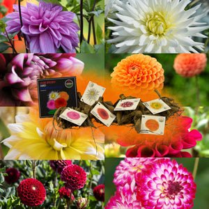 Livraison plante Dahlia - coffret de 8 bulbes mix