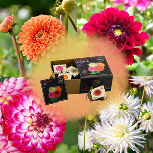 Livraison plante Dahlia - Coffret de luxe Medium x 4 lots