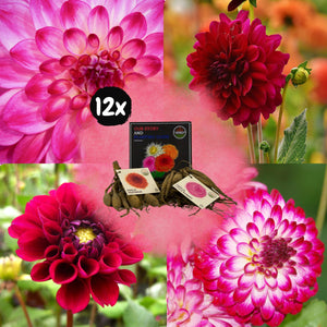 Livraison plante Dahlia - Coffret Mix 12 bulbes Dahlia Hapiness, Little Robert & Heatwave