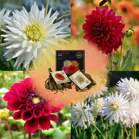 Livraison plante Dahlia - Coffret Mix 2 x Bulbes Romantic beauties, Playa Blanca & Heatwave
