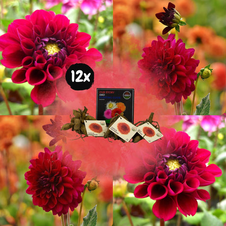 Livraison plante Dahlia Heatwave grandes fleurs rouge foncé - Coffret de 12 bulbes