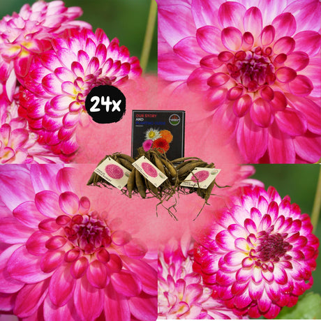 Livraison plante Dahlia Little Robert pétales ronds et frisés - coffret de 24 bulbes