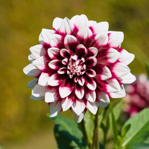 Livraison plante Dahlia Mistery Day grandes fleurs - Bulbes
