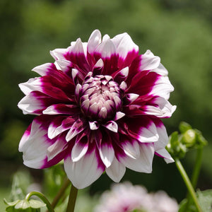 Livraison plante Dahlia Mistery Day grandes fleurs - coffret de 24 bulbes