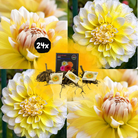 Livraison plante Dahlia Seattle grandes fleurs - Coffret de 24 Bulbes