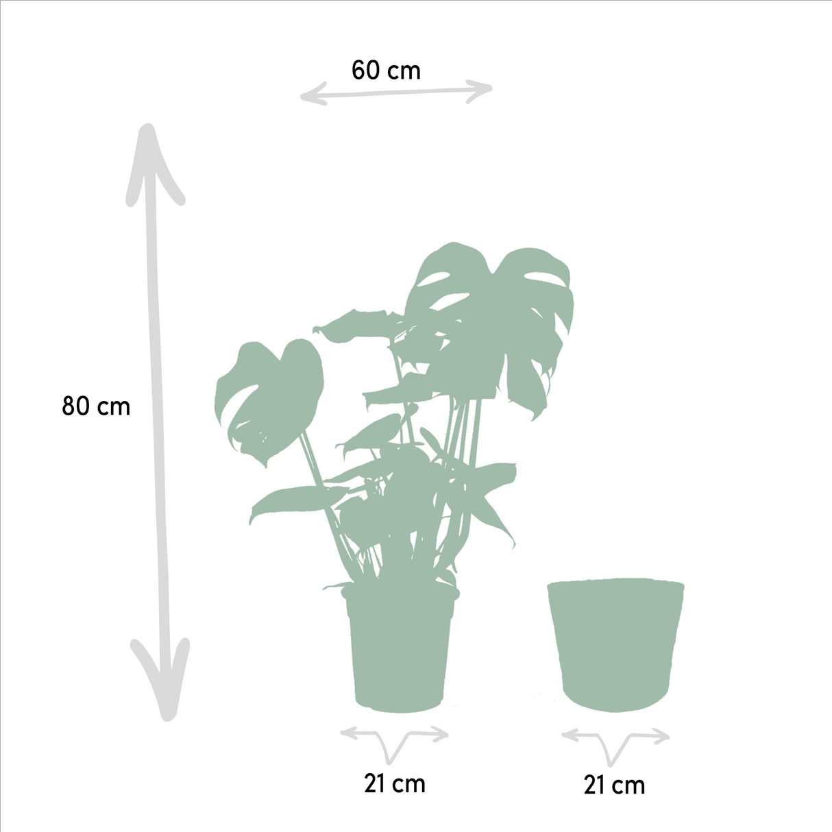 Livraison plante Delicious Monstera et son panier noir h65cm