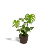 Livraison plante Delicious Monstera et son panier noir h65cm