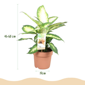 Livraison plante Diefenbachia Camilla et panier H50cm
