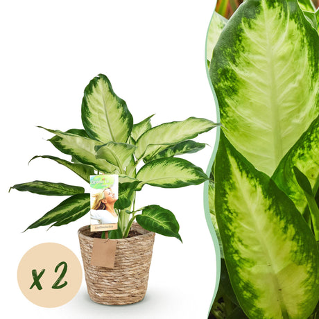 Livraison plante Diefenbachia Camilla – Lot de 2 – Pot 17 cm