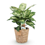 Livraison plante Diefenbachia Compacta et panier H50 cm