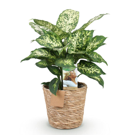 Livraison plante Diefenbachia Compacta et panier H50 cm