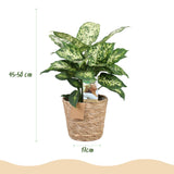 Livraison plante Diefenbachia Compacta et panier H50 cm