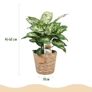 Livraison plante Diefenbachia Compacta et panier H50 cm