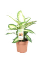 Livraison plante Dieffenbachia 'Camilla'