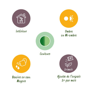 Livraison plante Dieffenbachia Camilla et pot H45 cm