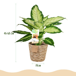 Livraison plante Dieffenbachia Camilla et pot H45 cm