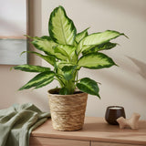 Livraison plante Dieffenbachia Camilla – Pot 17 cm – Hauteur 45 - 50 cm X2