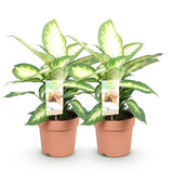 Livraison plante Dieffenbachia Camilla – Pot 17 cm – Hauteur 45 - 50 cm X2