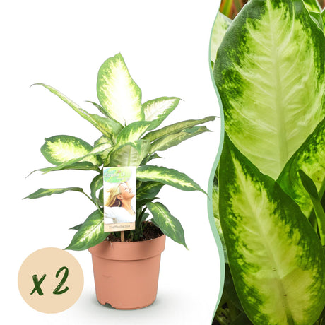 Livraison plante Dieffenbachia Camilla – Pot 17 cm – Hauteur 45 - 50 cm X2