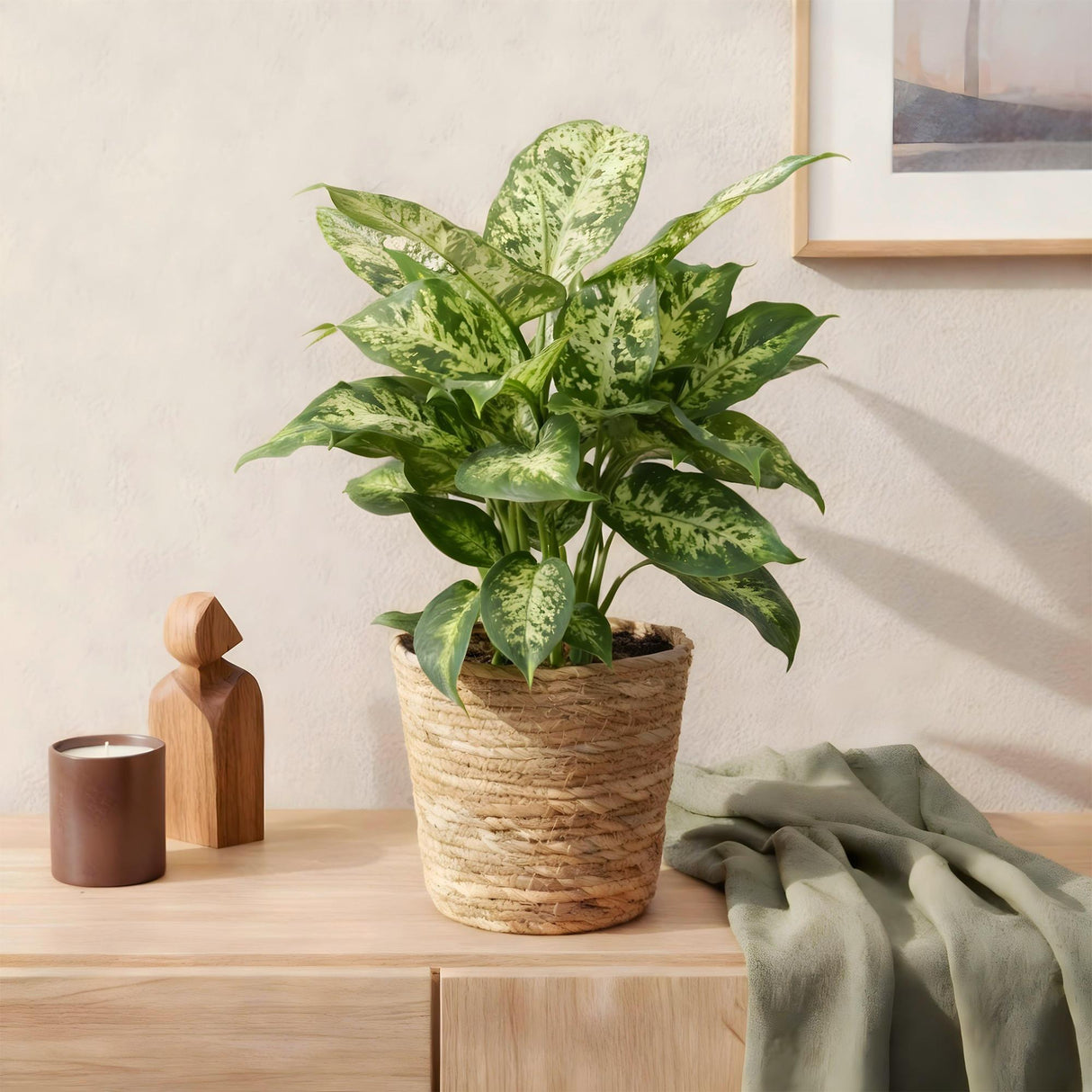 Livraison plante Dieffenbachia Compacta