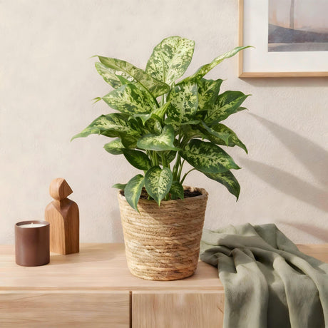Livraison plante Dieffenbachia Compacta