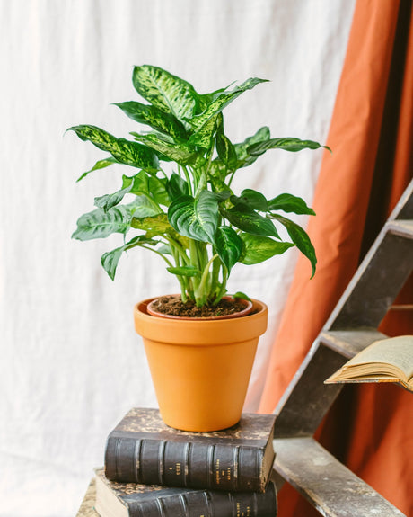 Livraison plante Dieffenbachia Compacta