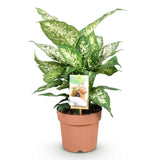 Livraison plante Dieffenbachia Compacta