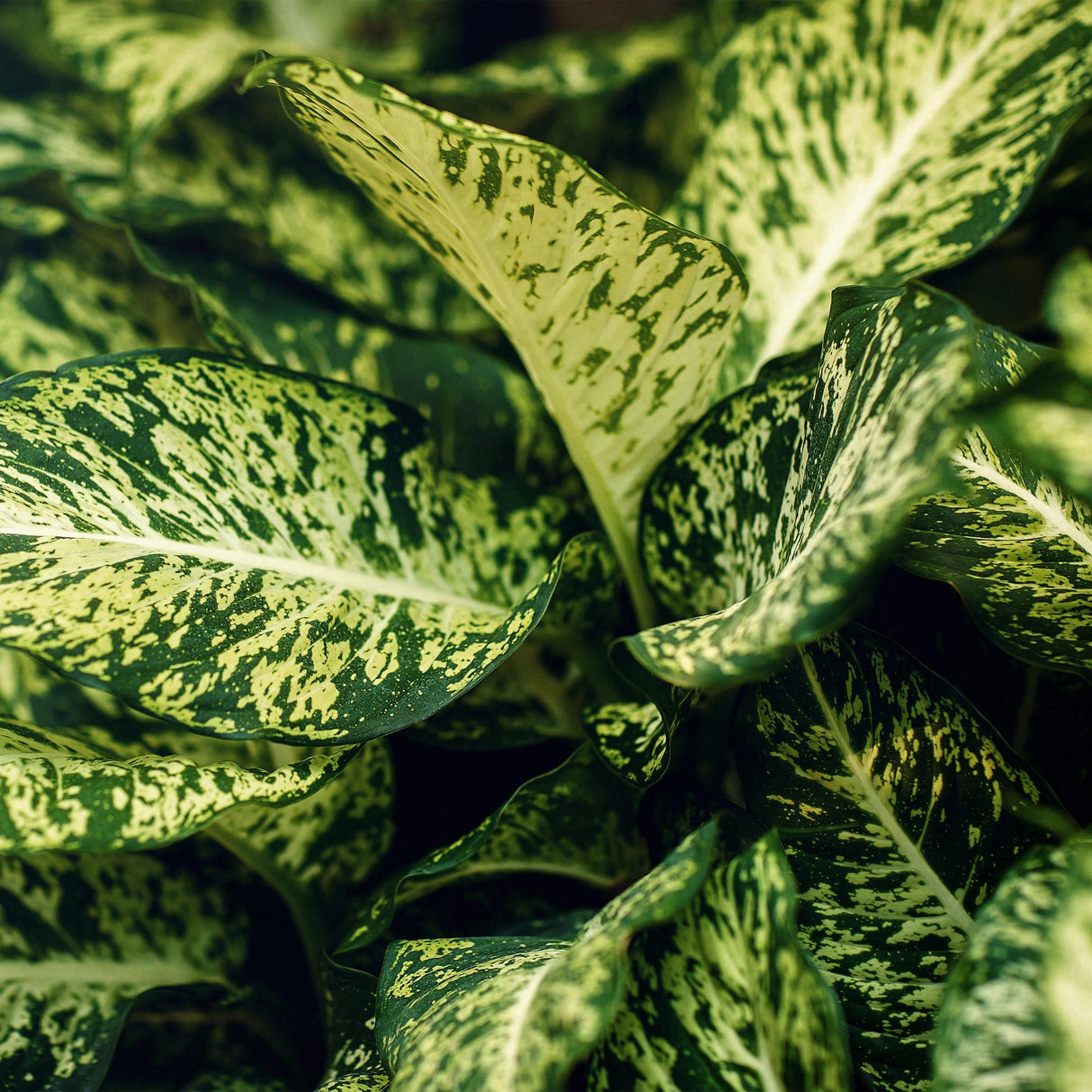 Livraison plante Dieffenbachia Compacta – Lot de 2 – Pot 17 cm