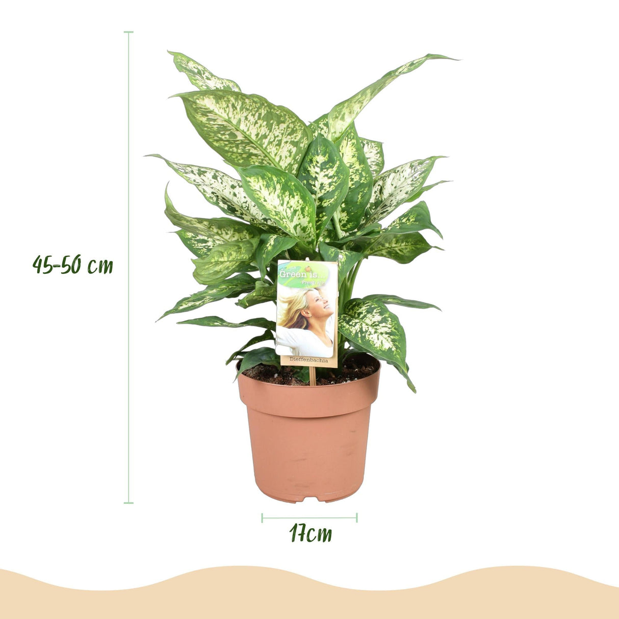 Livraison plante Dieffenbachia Compacta – Lot de 2 – Pot 17 cm