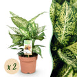 Livraison plante Dieffenbachia Compacta – Lot de 2 – Pot 17 cm