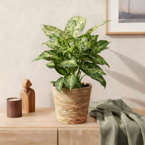 Livraison plante Dieffenbachia Compacta – Lot de 2 – Pot 17 cm