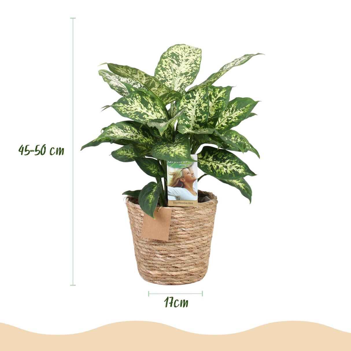 Livraison plante Dieffenbachia Compacta – Lot de 2 – Pot 17 cm