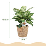 Livraison plante Dieffenbachia Compacta – Lot de 2 – Pot 17 cm