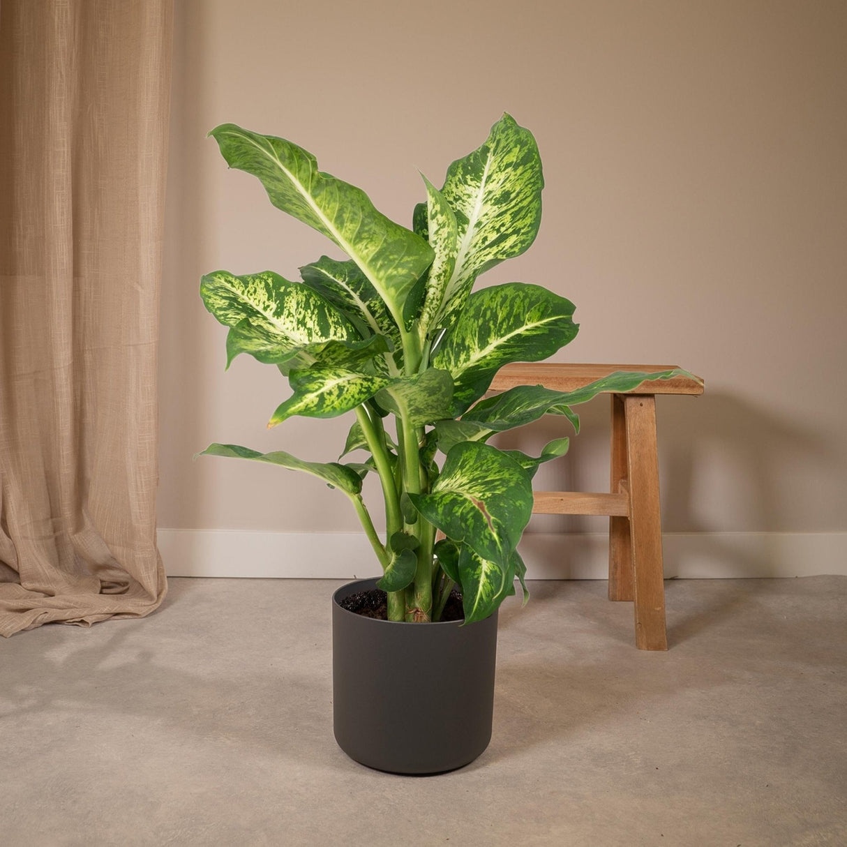 Livraison plante Dieffenbachia Mars h50cm